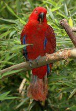 Her ses ligeledes en ungefugl af 0,1 Cornelia’s Ædelpapegøje (Eclectus roratus cornelia), hvor man kan se, at dens hale er helt rød i modsætning til Riedel’s Ædelpapegøje-hunnen (Eclectus roratus riedeli), som har stærke gule farver på underhaledækfjerene og langs halespidsen. Derudover er Cornelia’s Ædelpapegøje-hunnen (Eclectus roratus cornelia) markant større, når den sammenlignes med den mørkere røde Riedel’s Ædelpapegøje-hun (Eclectus roratus riedeli)