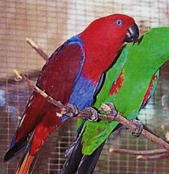 Her ses et par af den Australske Ædelpapegøje (Eclectus roratus macgillivrayi), der er langt den største Ædelpapegøje. Hvis man ser denne underart i virkeligheden, så er man ikke i tvivl om, at det er den Australske Ædelpapegøje, da den er langt større end nogen af de øvrige Ædelpapegøjer, og fordi den har et nærmest firkantet forhoved. Bemærk derover de specielt lange haler hos denne underart, som også kendetegner Aru Ædelpapegøjen (Eclectus roratus aruensis), hvortil kommer, at hunnen har en ret bred blå øjenring. Dens aerodynamiske form er, som led i evolutionen, tilpasset dens specielle levested, der giver mulighed for lange flyveture efter føde, eftersom dens biotop består af et relativt begrænset regnskovsområde, hvor den også er nødt til bl.a. at søge sin føde i åbent skovland med begrænset trævækst