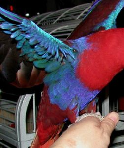 Solomon Red-sided Eclectus