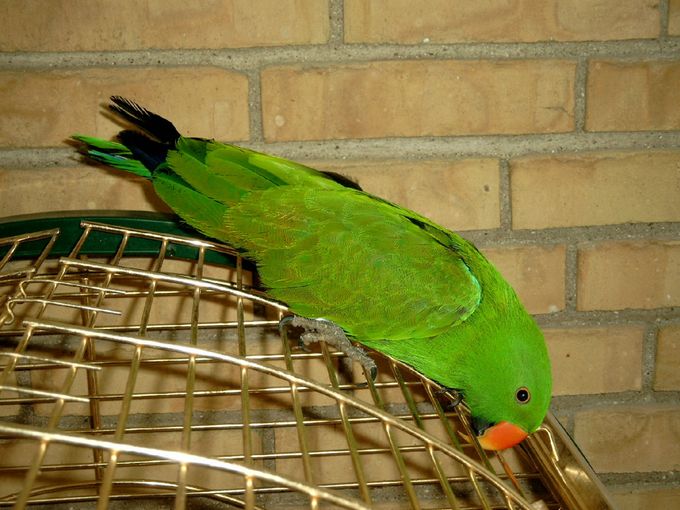 Her ses en hanfugl af en Solomon Ædelpapegøje (Eclectus roratus solomonensis). Der er tale om en fugl, som jeg i sin tid importerede fra Norge, og som var komplet uudholdelig at høre på. Aldrig før har jeg oplevet en fugl, der kunne skrige så voldsomt, at man decideret fik fysiske smerter i ørerne. Bemærk her denne lille underarts særlige anatomi, hvor vingespidserne når helt ud til halespidsen. Hos alle andre former for Ædelpapegøjer når halen markant længere ud end vingespidserne