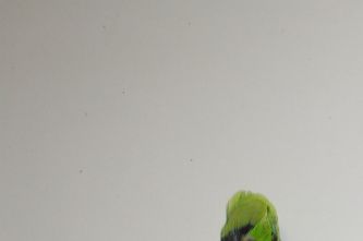 Jeg har været så heldig at måtte få lov til at se Statens Naturhistoriske Museums (Zoologisk Museums) samling af skindlagte eksemplarer af den Orangehovedet dværgpapegøje, der også omfatter underarten 