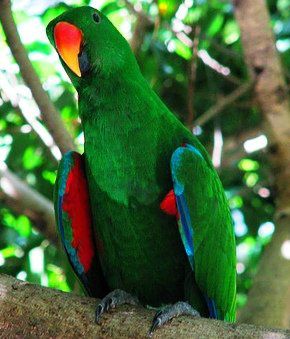 Her ses en Aru Ædelpapegøje-han (Eclectus roratus aruensis), der umiddelbart kan ligne den Rødsidet Ædelpapegøje (Eclectus roratus polychloros), men fuglene har forskellig anatomi, hvilket bl.a. betyder, at førstnævnte har en væsentlig længere hale samt en meget slankere og mere strømlinet kropsbygning. Den meget lange hale, ser man derudover udelukkende hos Australsk Ædelpapegøje (Eclectus roratus macgillivrayi), og begge disse underarter er kendte for at flyve lange strækninger efter føde
