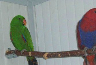 Her ses et par unge eksemplarer af Aru Ædelpapegøjen (Eclectus roratus aruensis), hvor man også ser den karakteristiske lange hale og lange hals, der giver fuglen et meget mere slankt udseende end den Rødsidet Ædelpapegøje (Eclectus roratus polychloros)