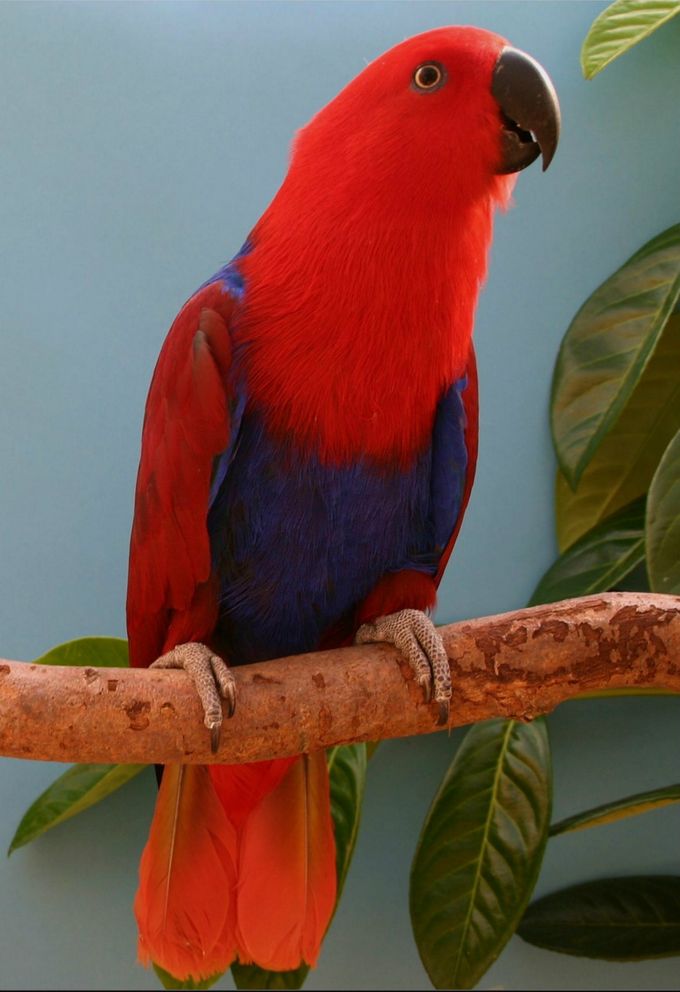 Her ses et imponerende smukt eksemplar af Aru Ædelpapegøjen (Eclectus roratus aruensis), hvor man tydeligt kan se denne underarts lange hale, hvortil kommer, at – selv om fuglen sidder lidt kompakt – så aner man den mere slanke kropsbygning. Denne underart handles undertiden rundt om i Europa, specielt i Tyskland og Holland, hvor der heldigvis findes specialiserede opdrættere, som arbejder for at bevare ”rene” (dvs. ikke krydsede) fugle af denne underart