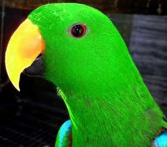 Her ses en Biak Ædelpapegøje-han (Eclectus roratus biaki). Den opfattes af visse fuglekyndige fortsat om en lokalrace af Rødsidet Ædelpapegøje (Eclectus roratus polychloros), men er ifølge den gældende videnskabelige taksonomi en selvstændig anerkendt underart. Øen Biak byder på tropisk regnskovsklima med næsten de samme temperaturer i løbet af hele året. Den gennemsnitlige årlige temperatur er 27 graders Celsius. Hver eneste måned i løbet af året falder der regn, hvilket giver en årlig gennemsnitlig nedbørsmængde på ca. 2.850 mm regn. De tørreste måneder er oktober og november, hvor der gennemsnitligt falder under 200 mm regn om måneden