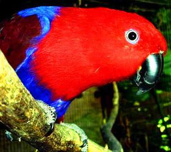 Her ses en Biak Ædelpapegøje-hun (Eclectus roratus biaki), der på mange måder ligner hunnen af Rødsidet Ædelpapegøje (Eclectus roratus polychloros), men er meget mindre. Hovedforskellen mellem de to underarter er, at Biak Ædelpapegøje-hunnens ryg og overvingedækfjer er fløjsagtigt rødbrune skiftende til en dyb klar rød farve på hovedet og ned ad hagepartiet. Brystet og nederste del af maven er strålende kongeblå med en snert af violet. Det, der måske er det mest iøjnefaldende er måske, at fjerene er holdt meget tæt til kroppen sammenlignet med mange af de større underarter, hvorved fjerdragten forekommer meget stram