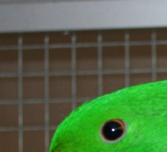 Her ses en herlig ung Rødsidet Ædelpapegøje-han (Eclectus roratus polychloros), der er den mest udbredte form for Ædelpapegøje såvel i naturen som i fangenskab, hvor den i Danmark primært kendes under betegnelsen New Guinea Ædelpapegøje (eller Ny Guinea Ædelpapegøje). ”Paw”, der er en af mine egne fugle, er kendetegnet ved at være utrolig nysgerrig og vil gerne deltage i alskens aktiviteter, herunder ved fodringen af mine øvrige fugle