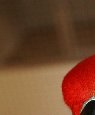 Her ses en anden af mine egne fugle, en Rødsidet Ædelpapegøje-hun (Eclectus roratus polychloros), ”Sille”, der er en på alle måder herlig fugl over for mig, men som desværre ikke tåler synet af kvinder, da hun – som oprindeligt håndopmadet fugl – har en afvigende adfærd og ikke tåler kvinder i nærheden af sig. Alle kvinder – uanset alder – betragtes som en konkurrent, hvorefter hun udviser aggressiv adfærd og på alle måder vil forsøge at angribe for at bide