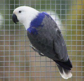 Blå farvemutation af en Rødsidet Ædelpapegøje-hun (Eclectus roratus polychloros). Man kan diskutere, hvorvidt den virkelig er smuk sammenlignet med de imponerende vildtfarvede eksemplarer. Grunden til at denne farvemutation nok er interessant blandt visse fugleholdere er nok snarere, at den fremtræder anderledes og indtil videre er sjælden og yderst kostbar. Denne farvemutation handles nemlig til vanvittigt høje priser og kan bl.a. købes hos en stor opdrætter i Holland. Den blå farvemutation nedarves som altid autosomalt recessivt, hvorved der også findes splitfugle (jf. artiklerne om dværgpapegøjer)