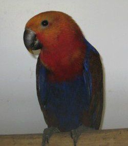 I ynglesæsonen 2011 er der et par forskellige steder i Holland fremavlet hunfugle af Rødsidet Ædelpapegøje (Eclectus roratus polychloros), hvor de rent røde kropsfjer er erstattet med nærmest orangerøde fjer, der er meget gullige i selve ansigtsområdet. Hvorvidt denne farvetone bibeholdes efter fældning, og hvad det i øvrigt kan føre med sig, kan kun tiden vise