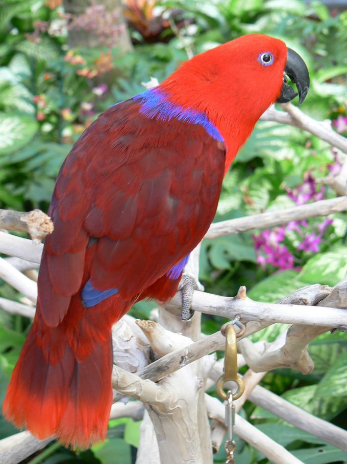 Her ses en Rødsidet Ædelpapegøje-hun (Eclectus roratus polychloros), som jeg også stødte på under mit sidste besøg på Hawaii øerne, hvor luksushotellerne holder tamme papegøjer inden for deres ressortområder, som er præget af imponerende parker med træer. Som man kan se på fuglens højre vinge stækkes disse papegøjer ganske indgribende, så fuglene det meste af dagen kan sidde i specielle træer samt underholde hotelgæsterne. Om aftenen – eventuelt efter deltagelse i et par shows, hvor fuglene viser indstuderede kunster – bliver de indsamlet og kørt bort, så de kan overnatte et afsidesliggende sted væk fra turister