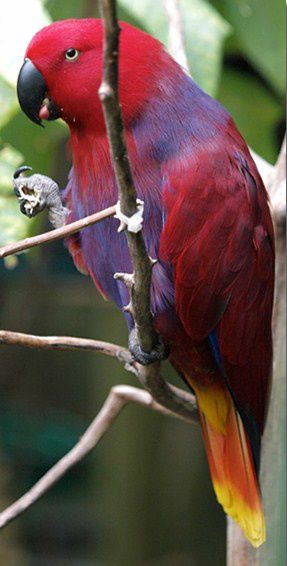 Her ses en hunfugl af Vosmaer’s Ædelpapegøje (Eclectus roratus vosmaeri), der i Danmark vel bedst er kendt under betegnelsen Halmahera Ædelpapegøje opkaldt efter øen Halmahera. Imidlertid er øen Halmahera kun én af mange øer i Oceanien, hvor man kan finde denne underart i naturen. Bemærk hunfuglens brede cadmiumgule kant langs halespidsen samt samme gule farve på hele undergumpen. Det må i øvrigt siges at være et noget atypisk foto, da det oftest er sjældent at se Ædelpapegøjer holde fødeemner med den ene fod, medens føden indtages