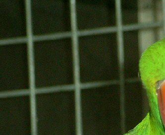 Her ses en ganske ung hanfugl af Vosmaer’s Ædelpapegøjen (Eclectus roratus vosmaeri), hvor man allerede kan se nogle af de træk, der adskiller denne underart fra de øvrige former for Ædelpapegøjer, dels den lysende grønne fjerdragt, dels de meget klare røde flanker på kropsiderne, hvor fjerene - som noget meget særegent for denne underart – lægger sig tydeligt uden på de foldede vinger
