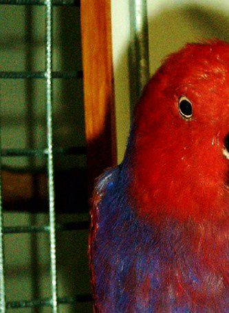 Her ses en hunfugl af Vosmaer’s Ædelpapegøje (Eclectus roratus vosmaeri), der er præget af fældning. Der er tale om en fugl, som jeg i sin tid erhvervede som voksenfugl, og som fra starten ikke var til at komme i nærheden af, da den skiftevis var ret aggressiv og bange. Ved til stadighed at omgås fuglen stille og roligt og tale lavt til den – samt ikke mindst med tilbud om ”godbidder” – lykkedes det over tid at gøre den ganske fortrolig. Med fortrolige fugle opnår man også bedre avlsresultater