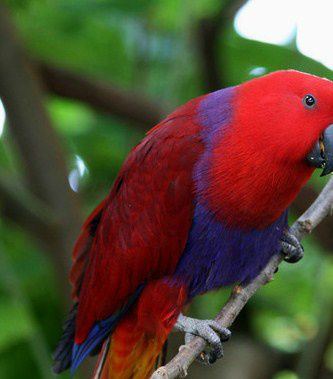Her ses en hunfugl af Vosmaer’s Ædelpapegøje (Eclectus roratus vosmaeri). Der er tale om en fangenskabsopdrættet fugl, der er placeret i et træ i naturen. Imidlertid finder jeg ikke, at der her er tale om en ”ren” Eclectus roratus vosmaeri, men om en krydsning, da brystfjerene er blåligt violette, og afgræsningen ikke entydigt peger på en ”ren” fugl. Hertil kommer, at underhaledækfjerene på undergumpen er gul- og rødplettede, hvilket klart peger i retning af en krydsning. Man skal altid sikre sig, at ”rene” Vosmaer’s Ædelpapegøje-hunner (Eclectus roratus vosmaeri) har en helt klar cadmiumgul undergump samt bred kant langs halen