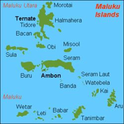 Her ses et oversigtskort over Maluku øerne, der ligger vest for New Guinea, som er verdens næststørste ø efter Grønland. Øgruppen er hjemsted for en række underarter af Ædelpapegøjen samt for en række andre papegøje- og parakitarter, f.eks. Kakaduer (underfamilien Cacatuinae) og Kongeparakitter (slægten Alisterus)
