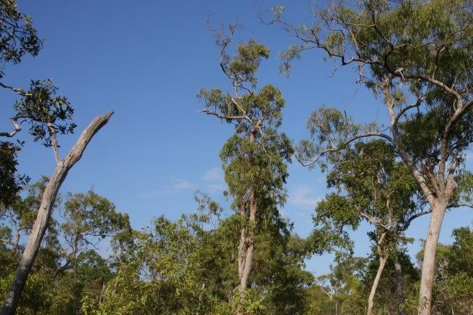 Den store Australske Ædelpapegøje (Eclectus roratus macgillivrayi) lever på en afsides beliggende halvø, Cape York, i det nordlige Queensland i Australien, hvor regnskovsområdet er begrænset. Denne underart er derfor ofte henvist til at søge mod andre biotoper for at fouragere, hvilket betyder, at den er nødt til at søge føde i mere åbent skovland, hvor der bl.a. forefindes Eukalyptustræer. Fotoet viser, hvorledes denne underarts habitat på Cape York kan tage sig ud