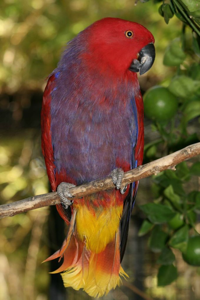 Jeg kunne ikke stå for denne prægtige Vosmaer’s Ædelpapegøje-hun (Eclectus roratus vosmaeri), selv om den desværre har et defekt overnæb, hvorfor jeg har medtaget fotoet, der tydeligt viser denne underarts helt cadmiumgule undergump (underhaledækfjer) og brede kant langs halespidsen. Det er i øvrigt sjældent, at man ser Ædelpapegøjer med egentlige næbskader, hvorimod man desværre ret ofte kan se – især hanfugle – med et forvokset overnæb, der så skal trimmes hos en fuglekyndig dyrlæge