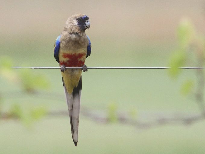 En Gulgumpet Blåmasket parakit (Northiella haematogaster haematogaster) i Australiens natur. På dette foto kan man tydeligt se den rene gule gump. Denne nominatform er ikke særlig farveintensiv, idet den alene har en begrænset rød bugplet, hvorfor efterspørgslen efter den mere farverige underart Rødgumpet Blåmasket parakit (Northiella haematogaster haematorrhous) er større