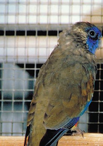 Et par Gulgumpede Blåmaskede parakitter (Northiella haematogaster haematogaster) med hunnen siddende til venstre og hanne til højre, der er større og med farvestrålende