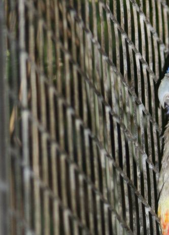 Endnu et eksempel på nominatformen, Gulgumpet Blåmasket parakit (Northiella haematogaster haematogaster), denne fugl er fra Loro Parque