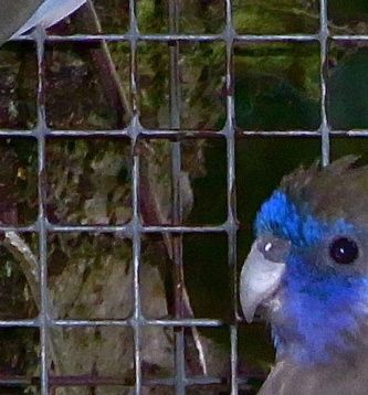 Gulgumpet Blåmasket parakit (Northiella haematogaster haematogaster). Til vestre ses hunnen, der er lidt mindre og har svagere farver end hannen til højre. Den mest markante forskel er vel nok hannens væsentligt større og mere intensivt farvede røde bugplet