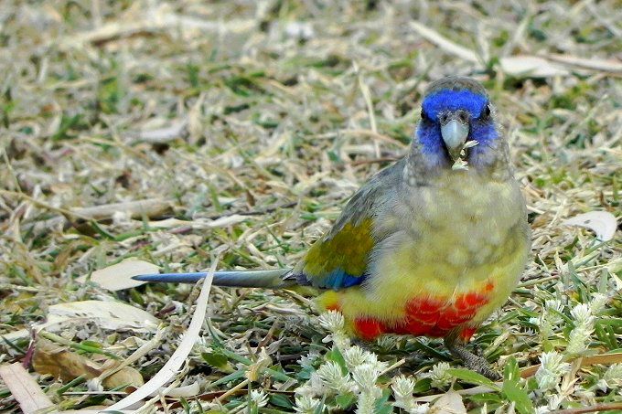 En Gulgumpet Blåmasket parakit (Northiella haematogaster haematogaster) er ved at søge føde i sit naturlige element. Blåmaskede parakitter opholder sig ofte på jorden, hvor de fouragerer og i øvrigt finder vigtige mineraler samt sporstoffer. Det er karakteristisk for disse fugle, at deres flugt foregår så tæt ved jorden, at de stiger til vejrs, når de skal passere buske for dernæst at søge ned mod jorden igen for at fortsætte flugten. Som følge af at denne art lever i meget tørre regioner af Australien, er de relativt få træer i landskabet, som fuglene kan søge op i, ikke så høje