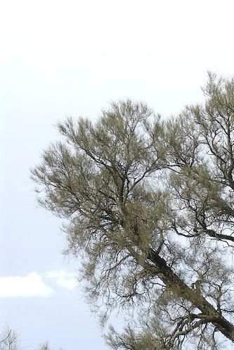 Bull-oak, også kendt som Buloke (Allocasuarina luehmannii), har givet den Blåmasket parakit, herunder den Rødgumpet Blåmasket parakit (Northiella haematogaster haematorrhous) navnet Bull-oak Parrot blandt de australske Aborigines