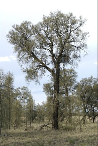 Bull-oak, også kendt som Buloke (Allocasuarina luehmannii), har givet den Blåmasket parakit, herunder den Rødgumpet Blåmasket parakit (Northiella haematogaster haematorrhous) navnet Bull-oak Parrot blandt de australske Aborigines
