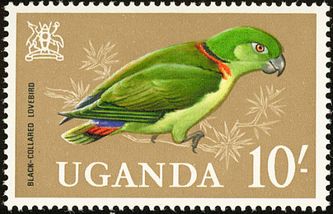 Frimærke fra Uganda med motiv af underarten Zenkers Grønhovedet dværgpapegøje
(Agapornis s. zenkeri)
