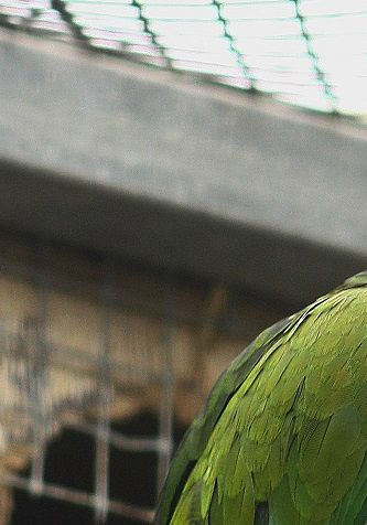 Blåhovedet Langvingepapegøje (Pionus m. menstruus) er nok den repræsentant for slægten Langvingepapegøjer (Pionus), der har den mest tydeligt afgrænsede farvetegning, og ikke mindst i kraft af dens farver er det blevet en populær fugl under beskyttede forhold.
