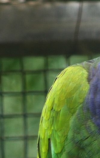 Blåhovedet Langvingepapegøje (Pionus m. menstruus), der er udbredt fra det østlige Colombia til det nordlige Bolivia, Guyana og det nordøstlige Brasilien, er den i fangenskab mest udbredte repræsentant for slægten Langvingepapegøjer (Pionus)