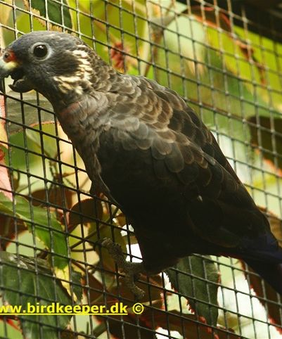 Dusky Parrot