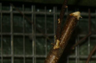 En herlig familie af Taranta dværgpapegøjen (Agapornis taranta) bestående af et par forældrefugle og 3 unger fotograferet på Vestegnens Fugleforenings udstilling i efteråret 2011