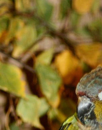 Et par af den farveprægtige Rødbrystede Conure (Pyrrhura perlata) fotograferet på Helsingør Fuglevenners/Nærdsjællands Fugleforenings udstilling i efteråret 2011