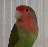 Angola Rosenhovedet dværgpapegøje (Agapornis roseicollis catumbella)