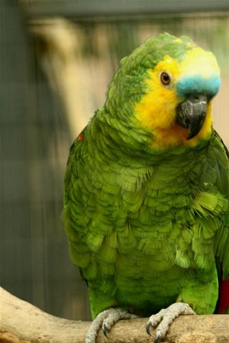 Amazona aestiva aestiva - Blåpandet Amazone