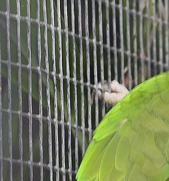 Amazona albifrons nana - Lille Brille Amazone
