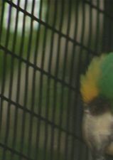 Amazona auropalliata parvipes - Lille Gulnakket Amazone
