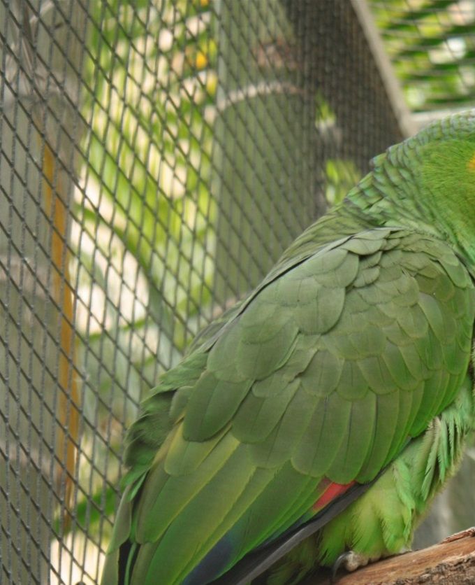 Amazona autumnalis autumnalis - Gulkindet Amazone