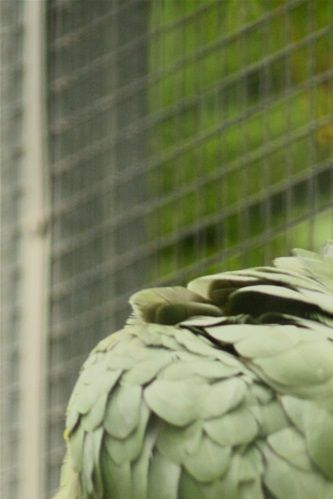 Amazona autumnalis diadema - Diadem Amazone