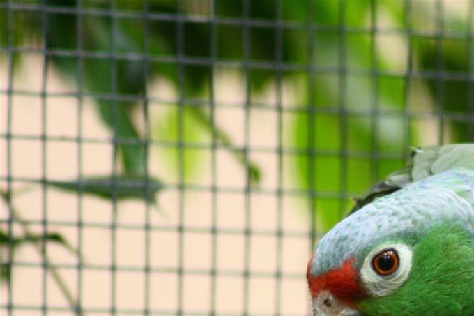 Amazona autumnalis salvini - Salvin Amazone