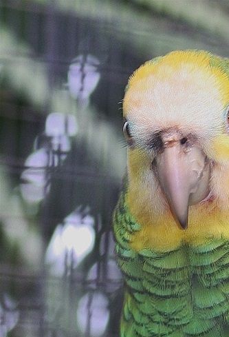 Amazona barbadensis - Gulskuldret Amazone