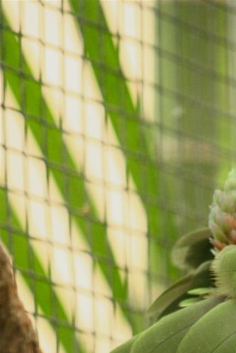 Amazona brasiliensis - Rødhalet Amazone