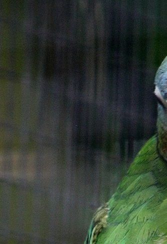 Amazona collaria - Jamaica Amazone