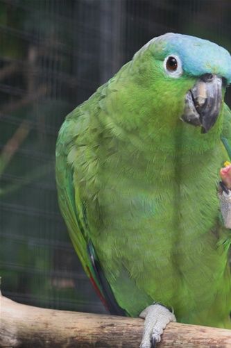 Amazona farinosa guatemalae - Guatemala Amazone