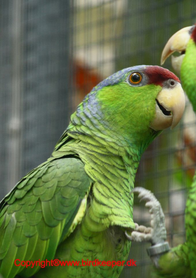Amazona finschi - Lillakronet Amazone