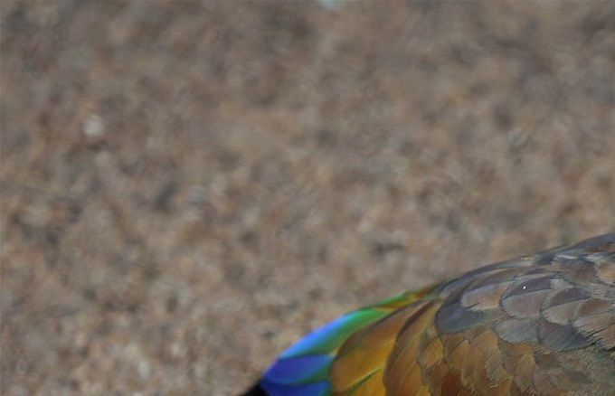 Amazona guildingii - Konge Amazone