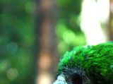 Amazona kawalli - Kawall Amazone