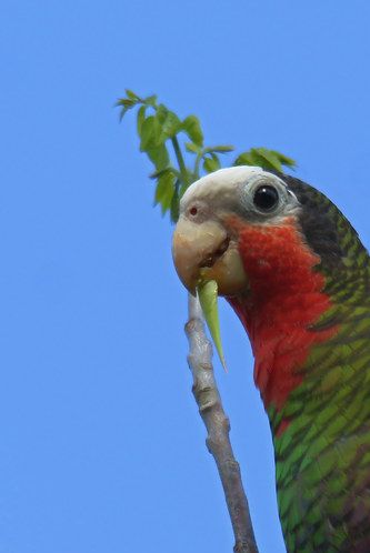 Amazona leucocephala leucocephala - Cuba Amazone